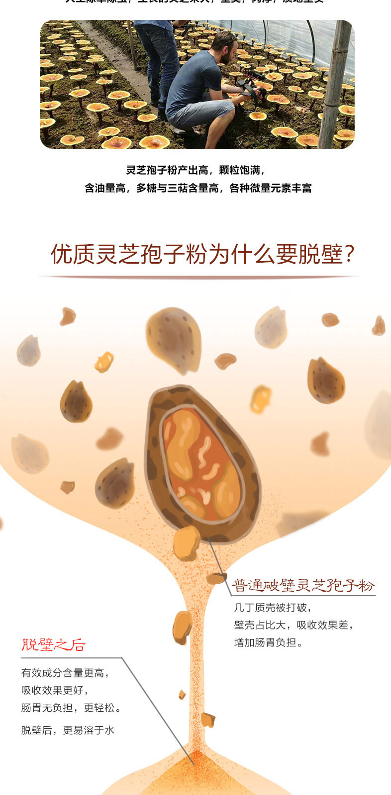 破壁灵芝孢子粉-120g_03.jpg